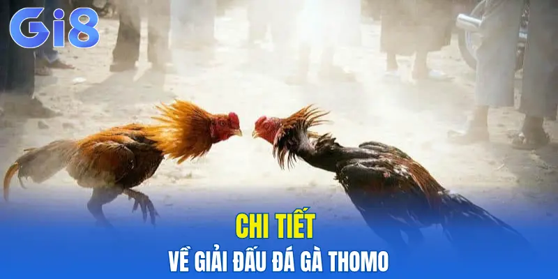 Chi tiết về giải đấu đá gà Thomo