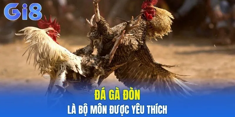 Đá gà đòn là bộ môn được yêu thích hiện nay