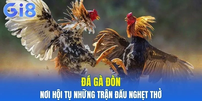 đá gà đòn