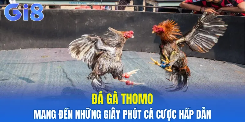 Đá gà Thomo