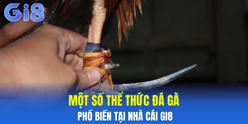 Một số thể thức đá gà phổ biến tại nhà cái Gi8